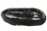 Fossil Whale Ear Bone - Miocene #177806-1